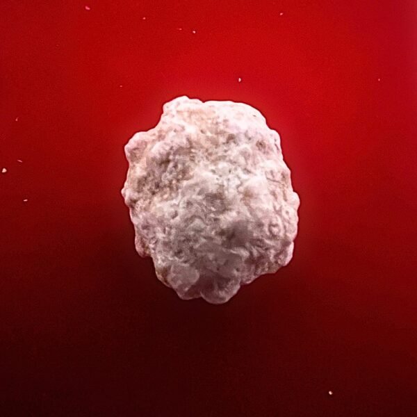 Sarira of Phra Sivali Relic of the Ever-Blessed | Embodied Aura of Boundless Merit & Unhindered Flow - Image 4